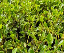 Griselina Hedging, One Euro