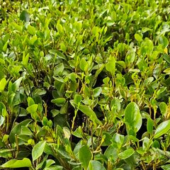 Griselina Hedging, One Euro