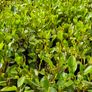 Red Robin Hedging TWO EUROS Image 8