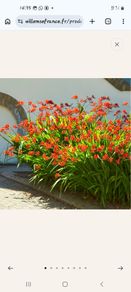 Crocosmia with red flowers