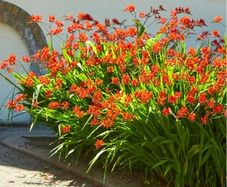 Crocosmia with red flowers