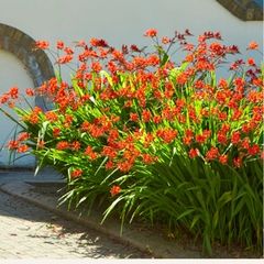 Crocosmia with red flowers