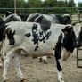 15 Belgium blue store bullocks for sale Image 5
