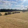 Square bales Image 3