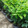 Portuguese Laurel Image 8