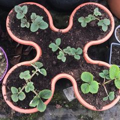 strawberry  plant s