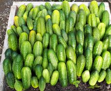 Short Cucumber/ Gherkin "RODNICIOK NATURE H" Seeds