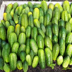 Short Cucumber/ Gherkin "RODNICIOK NATURE H" Seeds