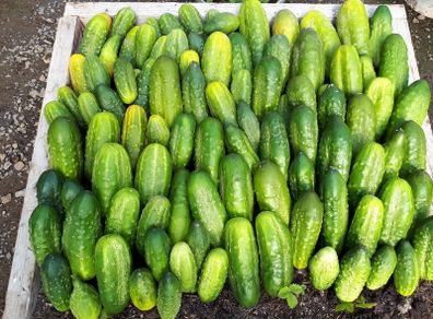 Short Cucumber/ Gherkin "RODNICIOK NATURE H" Seeds
