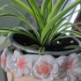 spider plant in pot Image 2