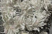 Silver &amp; White Tinsel Garland