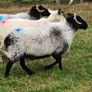 Organic Sheep Image 10