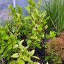 Shrubs, Garden Plants Image 8