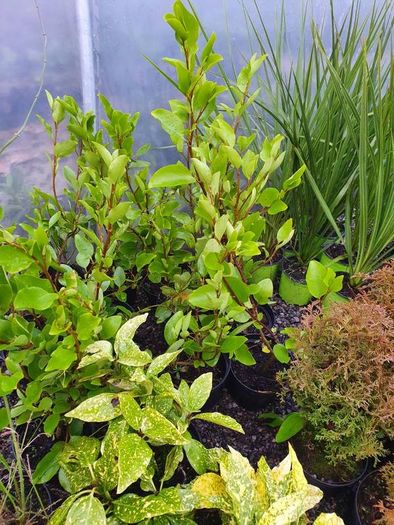Shrubs, Garden Plants
