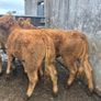 10 Limousine heifers Image 7
