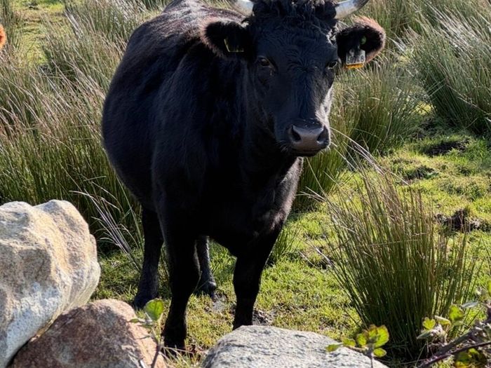 Dexter heifers