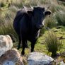 Dexter heifers Image 4