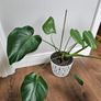 Monstera Deliciosa Image 2