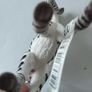 Schleich Baby Zebra Foal Image 3