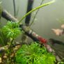 Red cherry shrimp Image 3