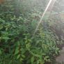 Bush Fuchsia magellanica Image 4