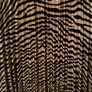 Ladies Dress Image 3