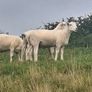 Easycare ram lambs Image 2