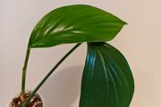 Rhaphidophora Decursiva Dragon tails