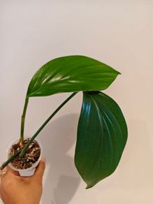 Rhaphidophora Decursiva Dragon tails