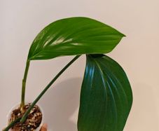 Rhaphidophora Decursiva Dragon tails