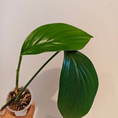 Rhaphidophora Decursiva Dragon tails