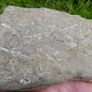 FOSSIL PLATE -  incl. Crinoids Coral Belemnites Bivalves Image 8
