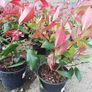Red Robin Hedging Image 3