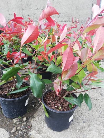 Red Robin Hedging