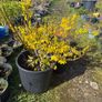 Forsythia shrubs Image 2