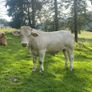 Pedigree Charolais bull Image 4