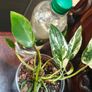 No.1 Philodendron Emerald Queen Image 5