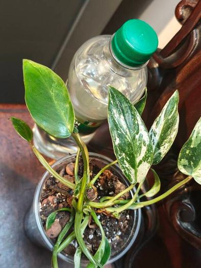 No.1 Philodendron Emerald Queen
