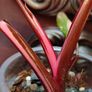 Philodendron Red Anderson Image 5