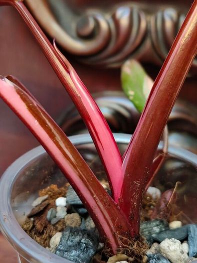 Philodendron Red Anderson