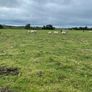 Store lambs Image 5