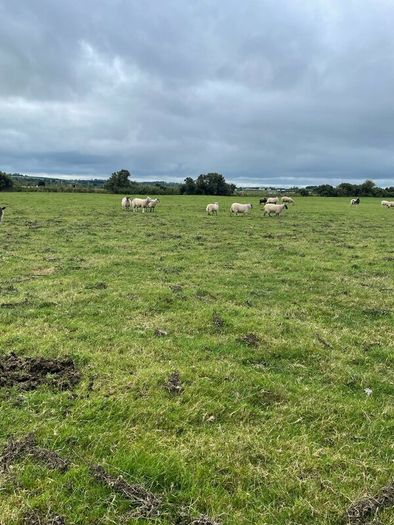 Store lambs