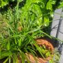 ornamental grass Image 2
