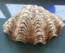 Giant Seashell Clam Tridacna Gigas over 200 years old Rare