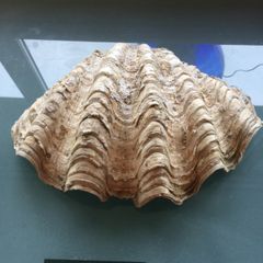 Giant Seashell Clam Tridacna Gigas over 200 years old Rare
