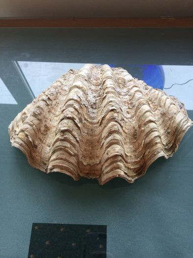 Giant Seashell Clam Tridacna Gigas over 200 years old Rare
