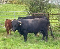 Dexter Bull, organic, pedigree