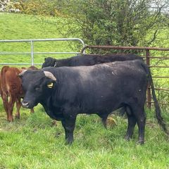 Dexter Bull, organic, pedigree