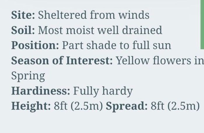 Tree Peony Yellow