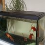 fishing tank Image 2